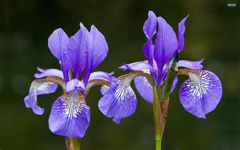 Iris